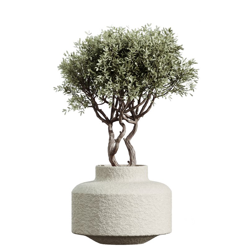 AV Indoor Plants Set 233 Olive Wilsonii and Mission Chemlali Olive and Ficus African Fig and Ficus Benjamina Image 1