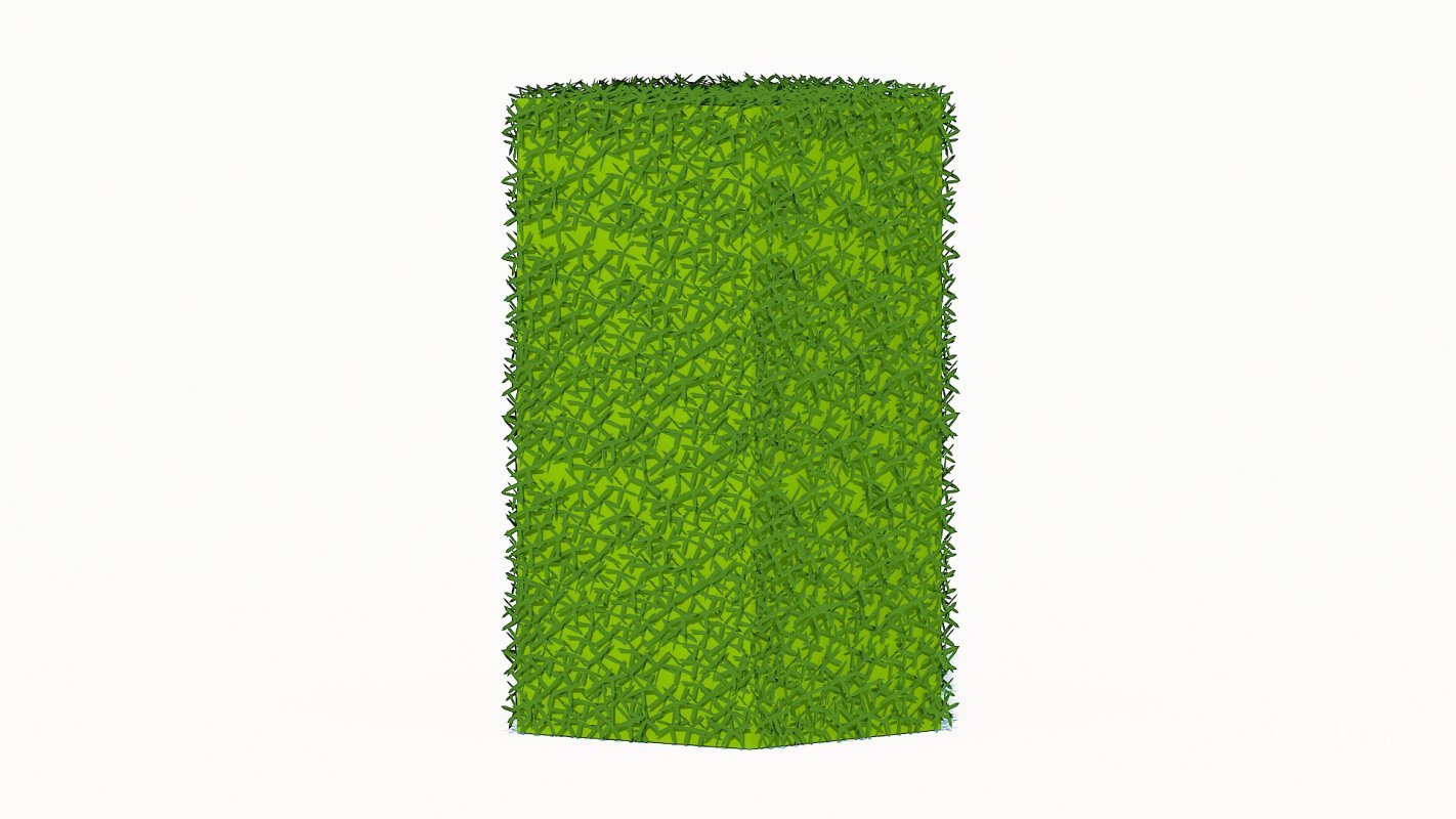 Taxus Media-Upright Image 3