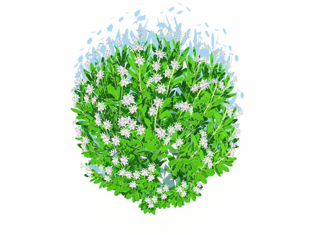 Galium Sweet Woodruff Image 1