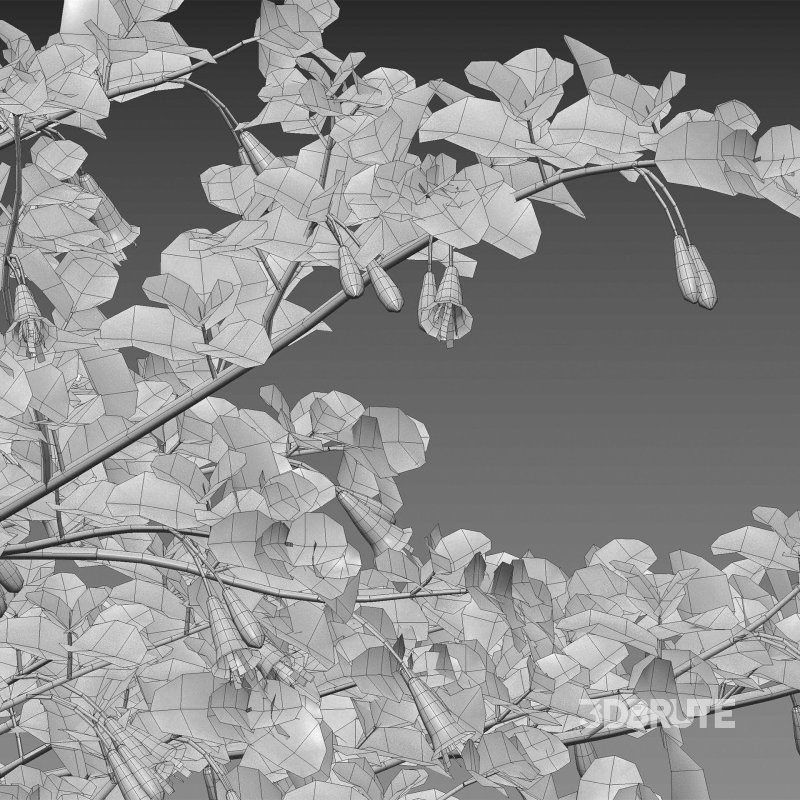 Correa reflexa – Native Fuchsia – Grevillea wilsonii 02 Image 7