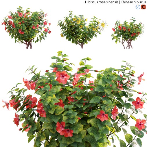 Chinese hibiscus – Hibiscus rosa-sinensis – 02