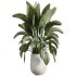 AV Indoor Plants Set 235 Banana Strelitzia Areca Palm Olive Eucalyptus Cactus Euphorbia - Thumbnail 2