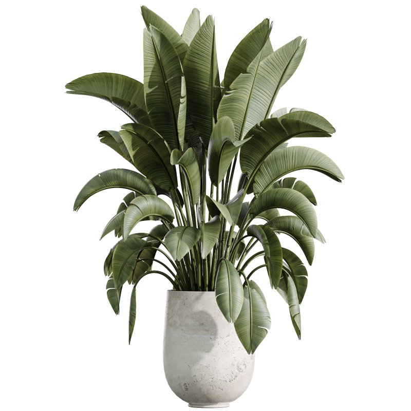 AV Indoor Plants Set 235 Banana Strelitzia Areca Palm Olive Eucalyptus Cactus Euphorbia Image 2