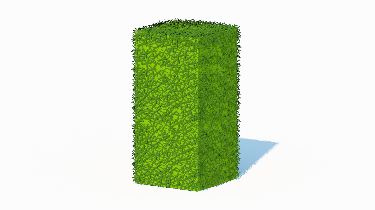 Taxus Media-Upright Image 2