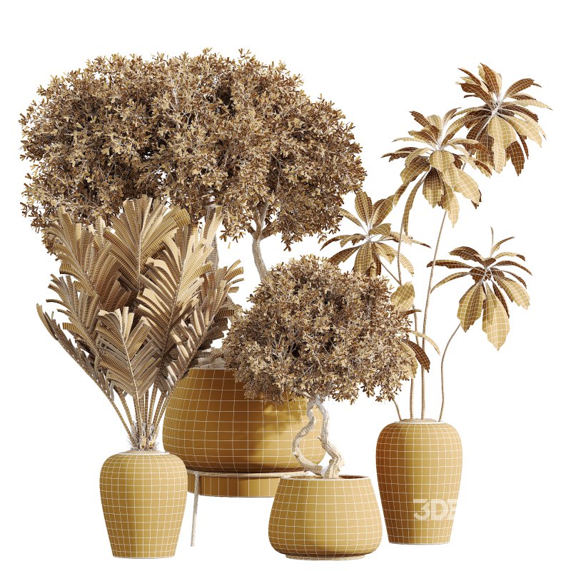 AV Indoor Plants Set 221 Mission Wilsonii and Palm Paradise and Ficus African Fig Image 3