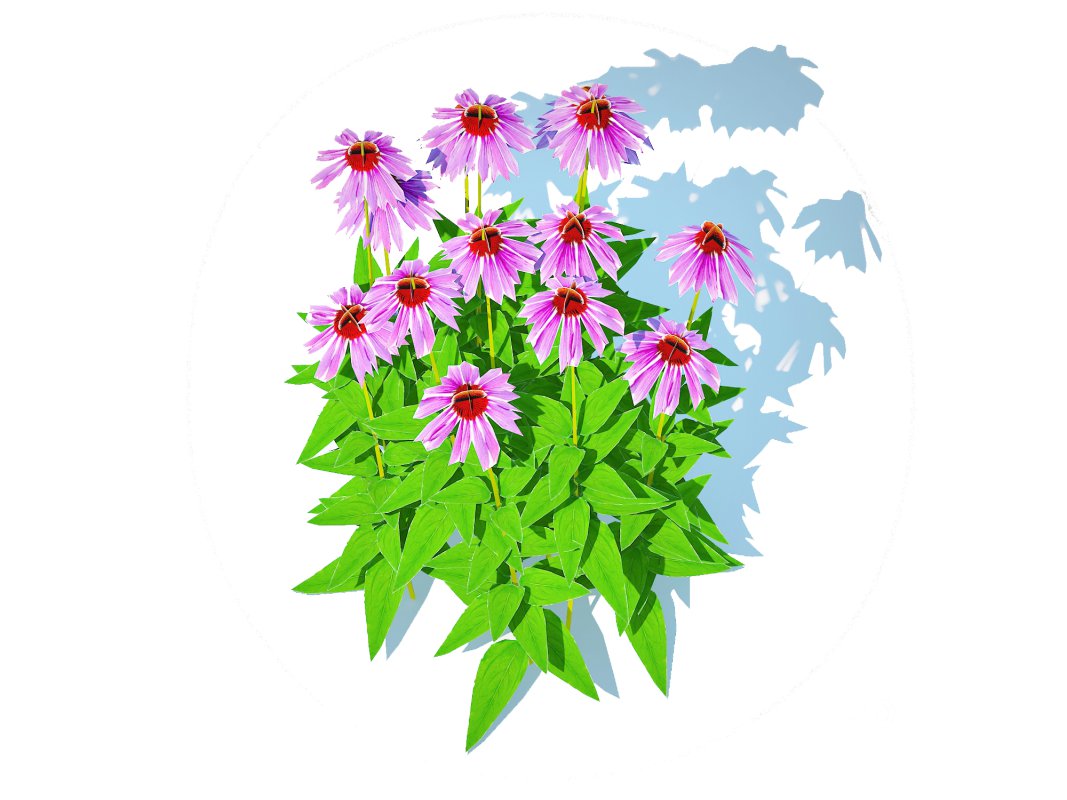 Echinacea – purple coneflower Image 4