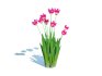 Tulipa – tulips_Pink - Thumbnail 2