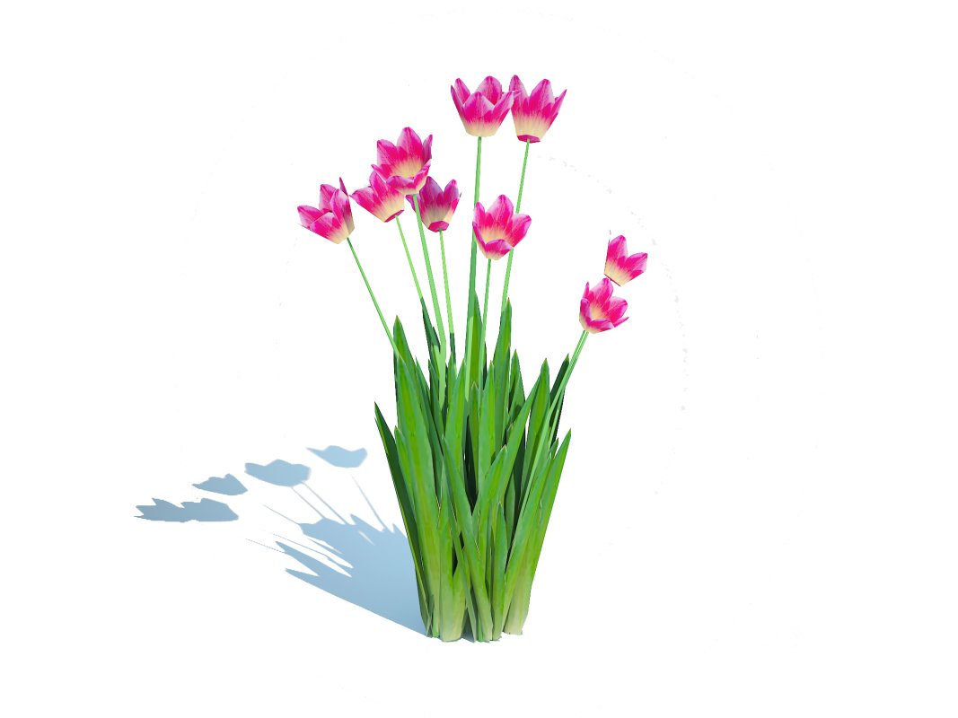 Tulipa – tulips_Pink Image 2