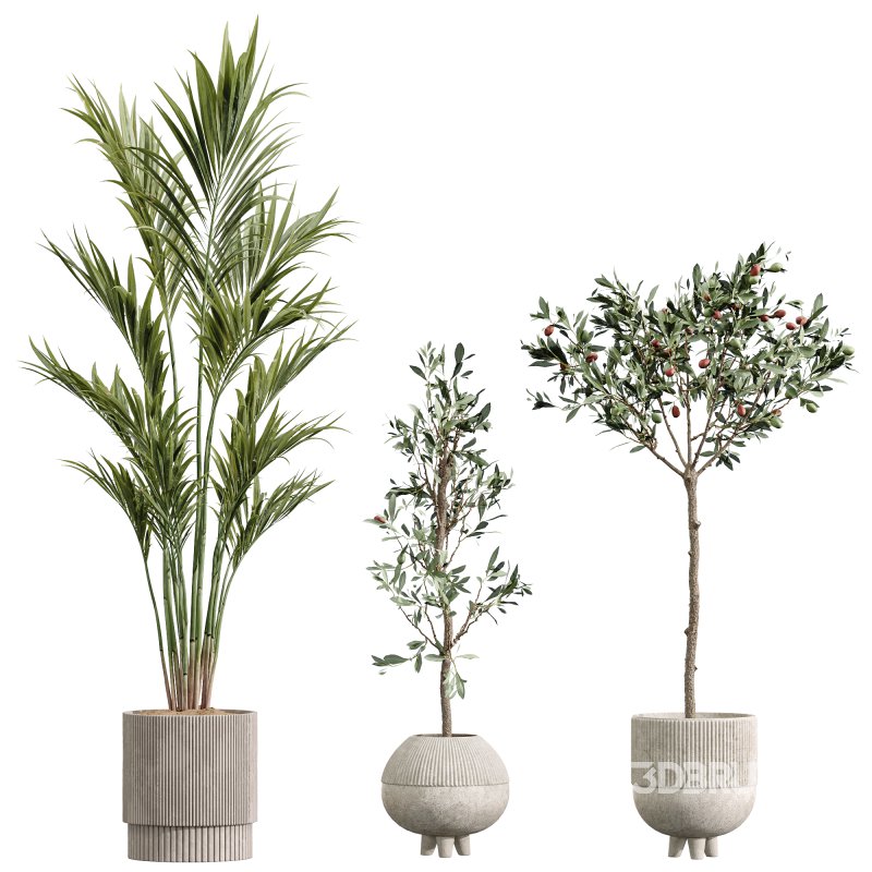 AV Premium Indoor Plants Set 212 Mission Olive ParadiseBird Yucca Areca Image 6