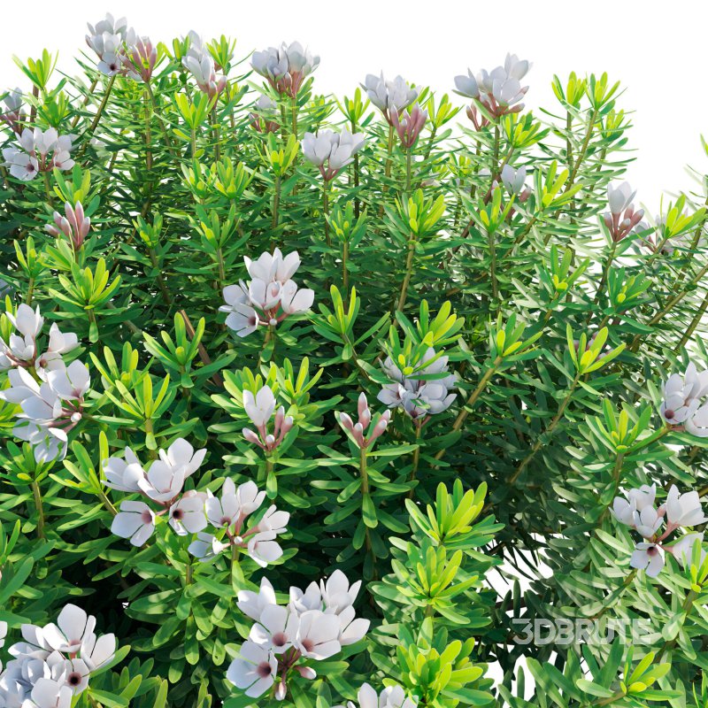 Daphne x transatlantica Blafra – Eternal Fragrance 01 Image 4