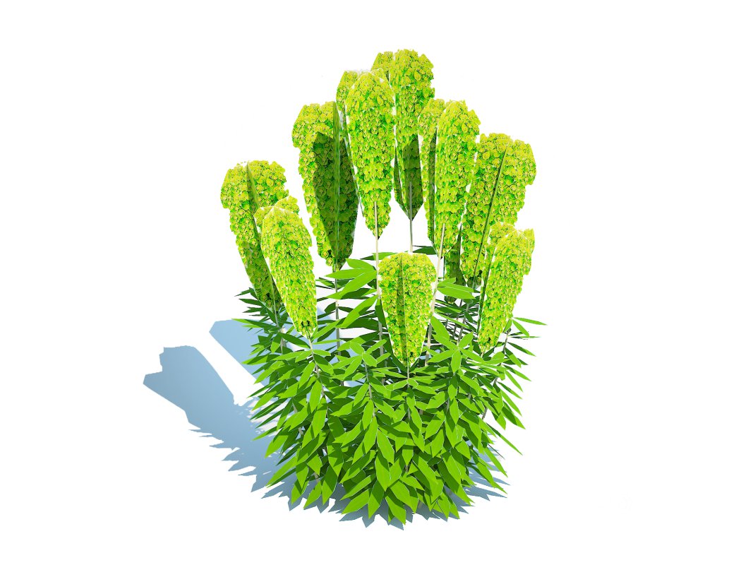 Euphorbia characias wulfenii – Evergreen Spurge Image 2