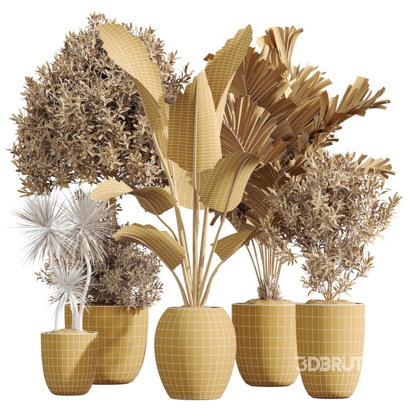 AV Indoor plants set 208 Mission Olive and Cyara Areca Palm and Strelitzia Reginae Nicolai and Yucca Aloifolia Rostrata Image 11