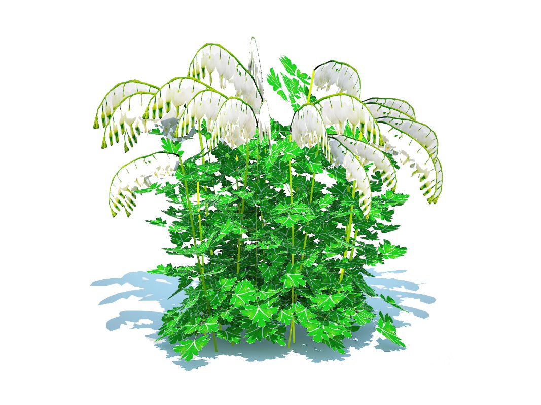 Dicentra spectabilis Alba – White Bleeding Heart Image 5