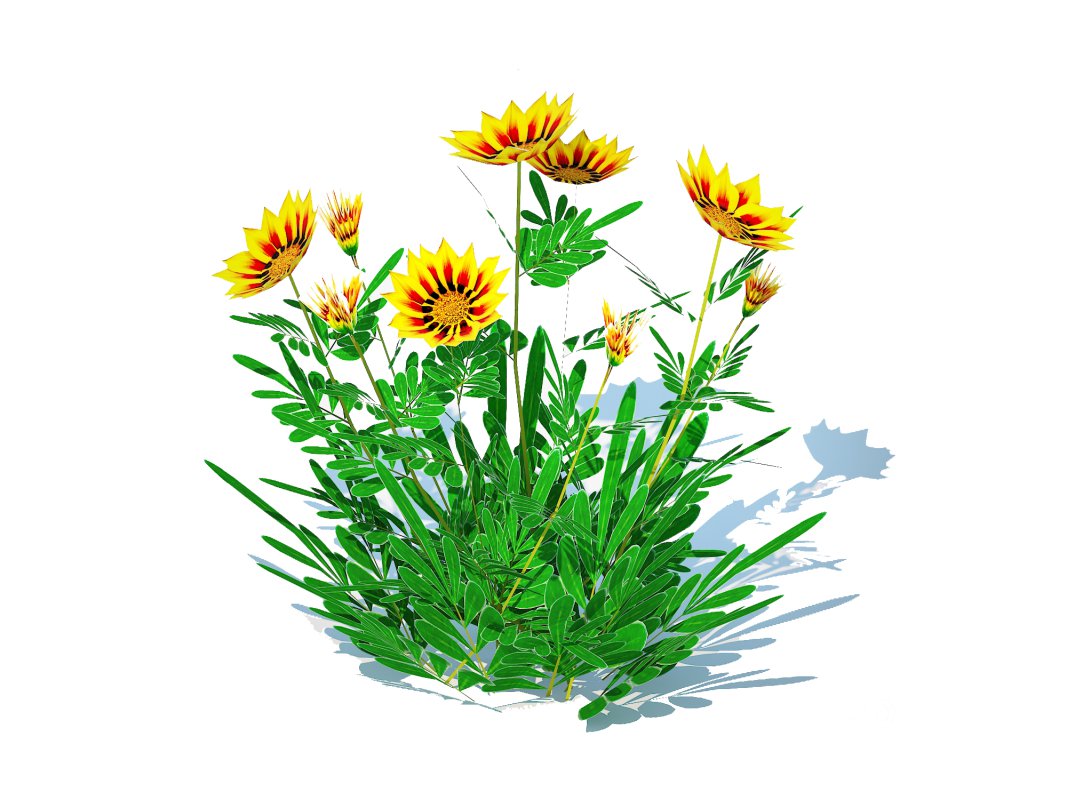 Gazania rigens Daybreak Yellow Image 3