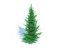 Abies Concolor – Silver Fir – Small - Thumbnail 1