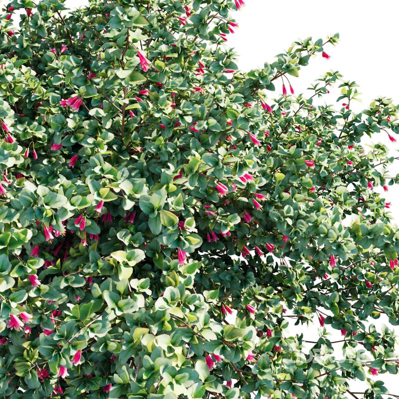 Correa reflexa – Native Fuchsia – Grevillea wilsonii 03 Image 5