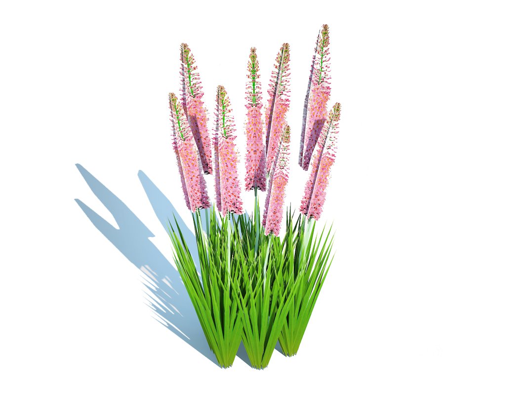 Eremurus – Foxtail Lily_Pink Image 5