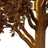 Betula Pendula Tree 08 - Thumbnail 5