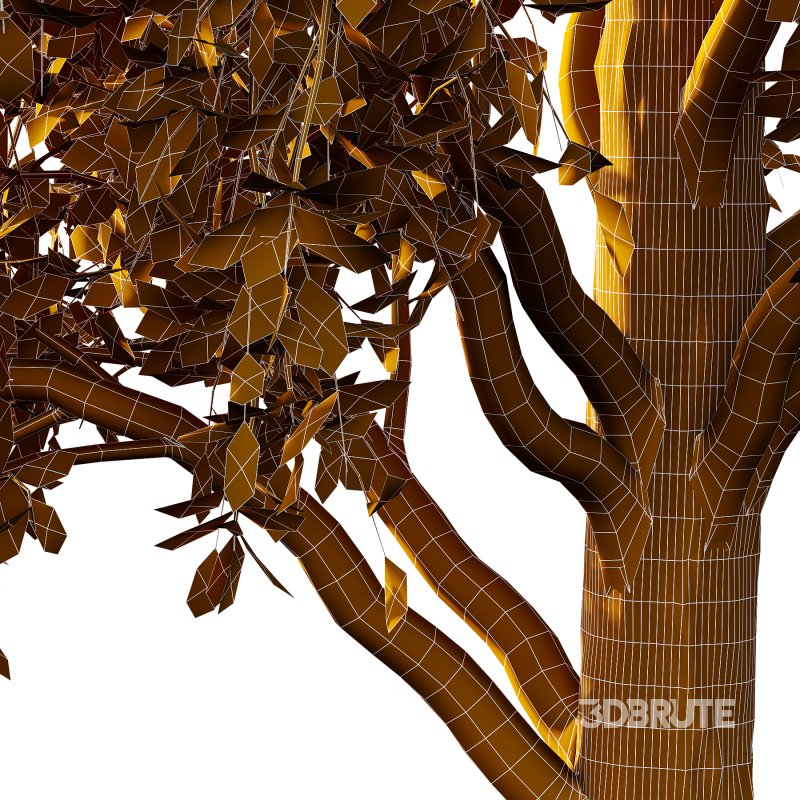 Betula Pendula Tree 08 Image 5