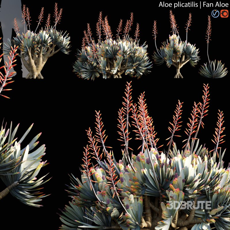 Aloe plicatilis – Fan Aloe – 02 Image 1