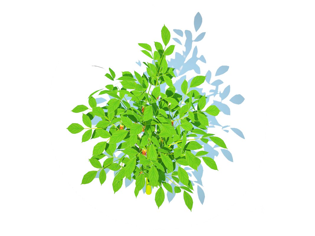 Bell Pepper-orange Image 4