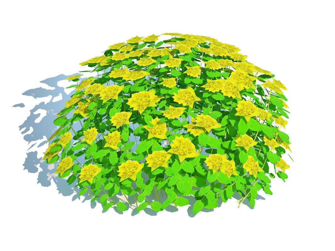 Euphorbia polychroma – Cushion Spurge Image 1