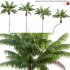 Howea forsteriana Mature – Kentia Palm Mature – 01 - Thumbnail 1