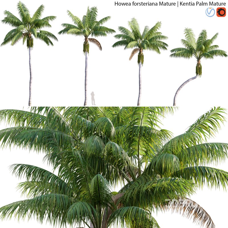 Howea forsteriana Mature – Kentia Palm Mature – 01 Image 1