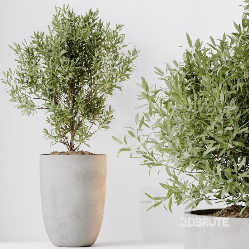 AV Indoor plants set 208 Mission Olive and Cyara Areca Palm and Strelitzia Reginae Nicolai and Yucca Aloifolia Rostrata Image 7