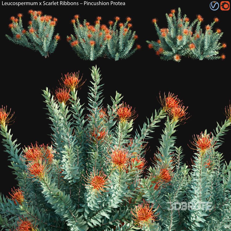 Leucospermum – Scarlet Ribbons – Pincushion Protea – 02 Image 1