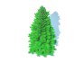 Abies fraseri- Fraser Fir -Large - Thumbnail 3