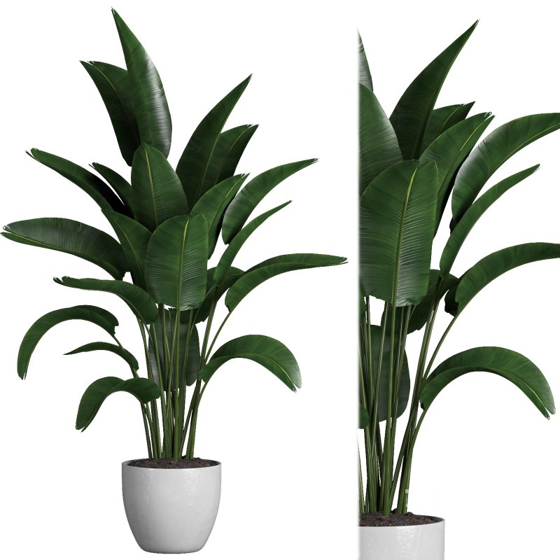 indoor plant 03 Image 3