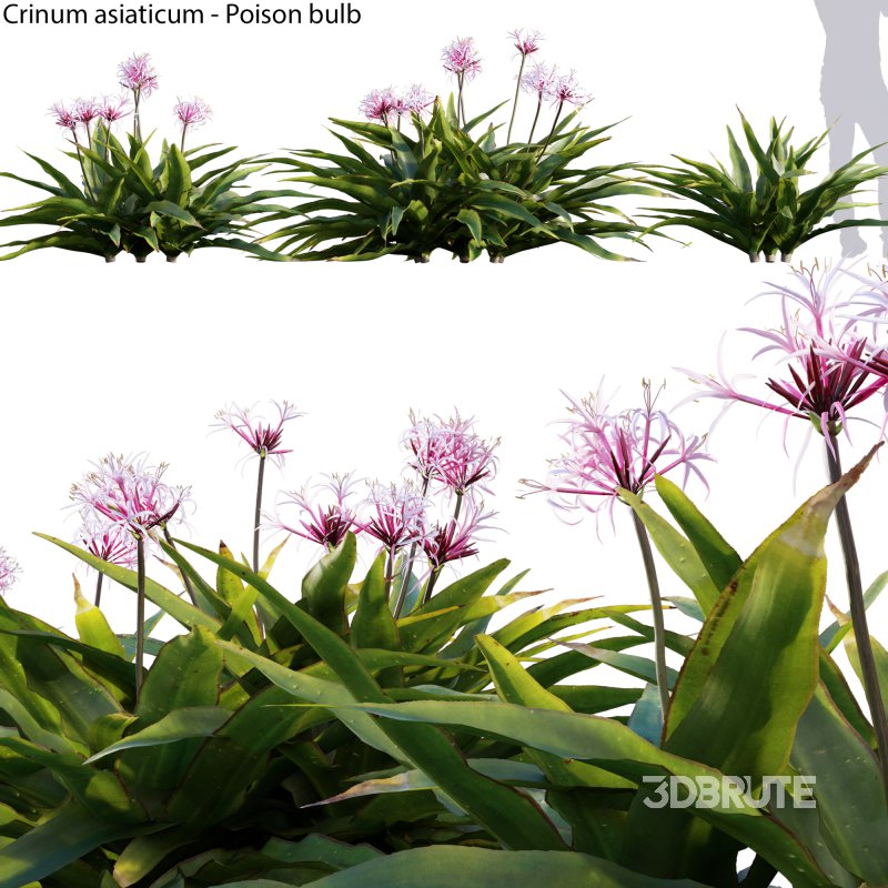 Crinum asiaticum – Poison bulb – 02 Image 1