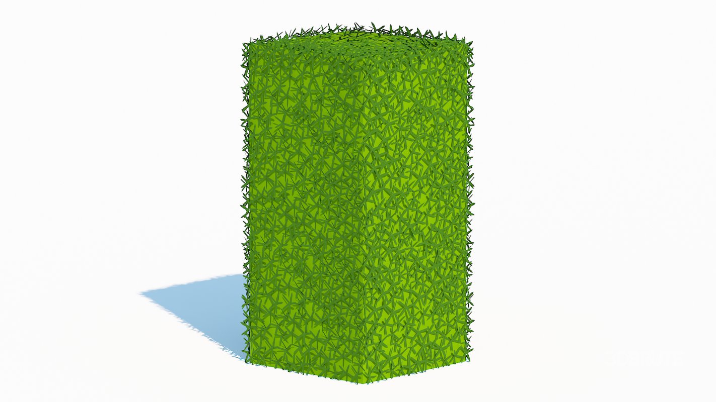 Taxus Media-Upright Image 1