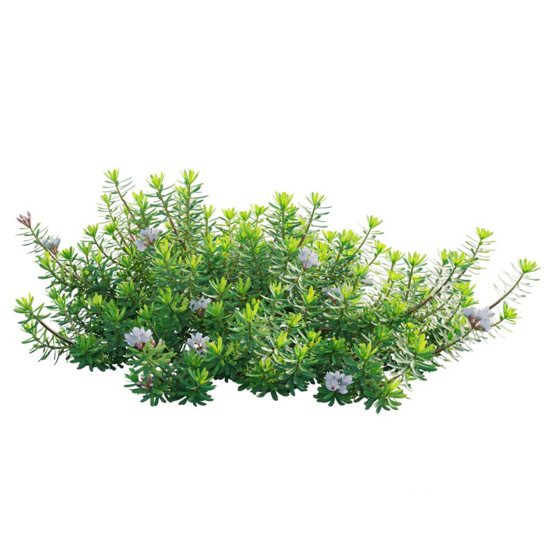 Daphne x transatlantica Blafra – Eternal Fragrance 01 Image 3