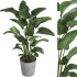 indoor plant 02 - Thumbnail 2