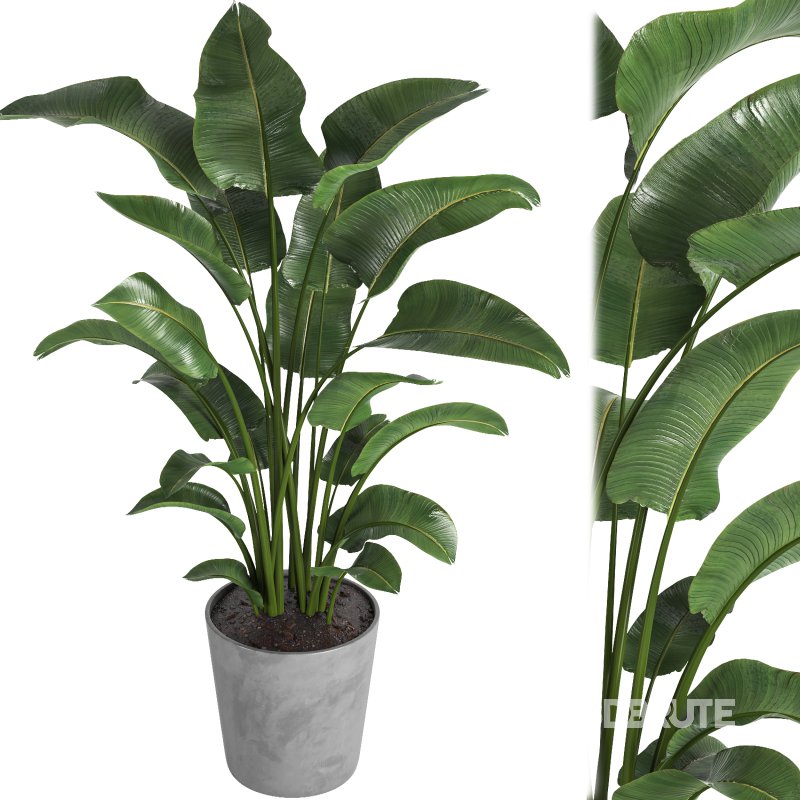 indoor plant 02 Image 2