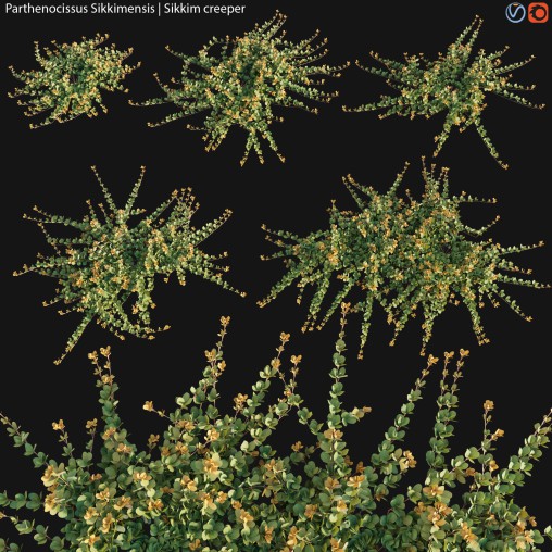 Parthenocissus Sikkimensis – Sikkim creeper – 01