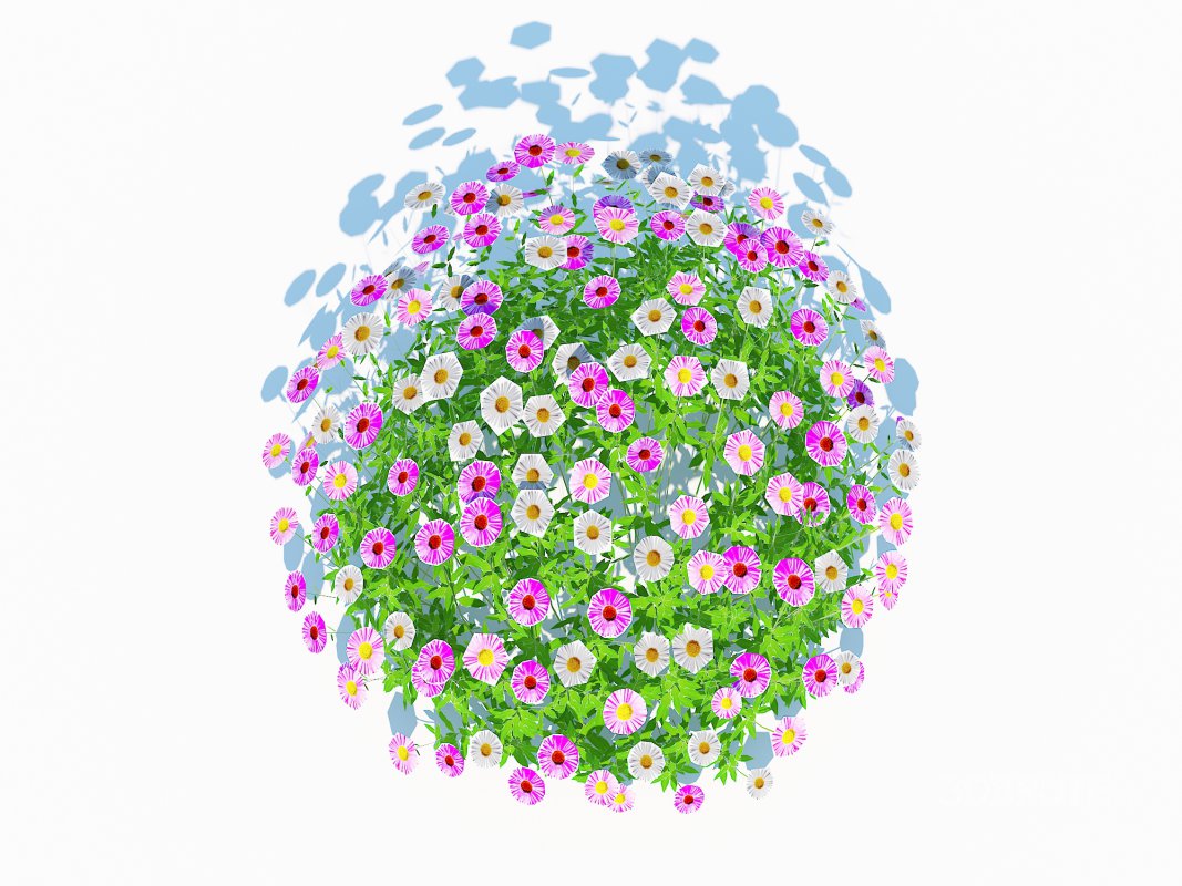 Erigeron karvinskianus Image 1