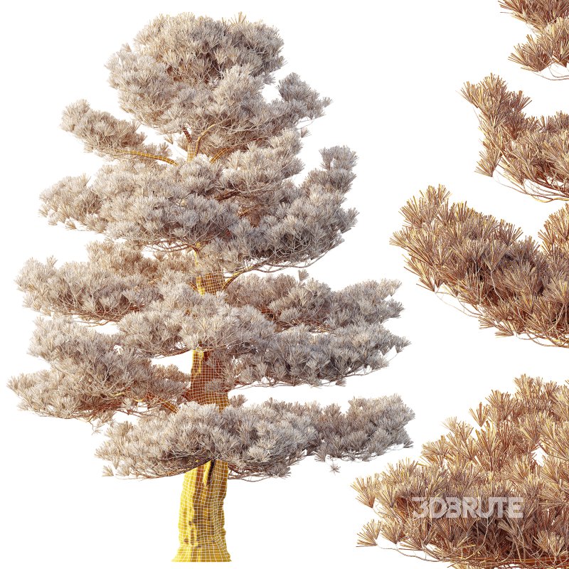 AV Plants Pinus Bonsai Sylvestris Pine Parviflora Scotch Contorta Image 3