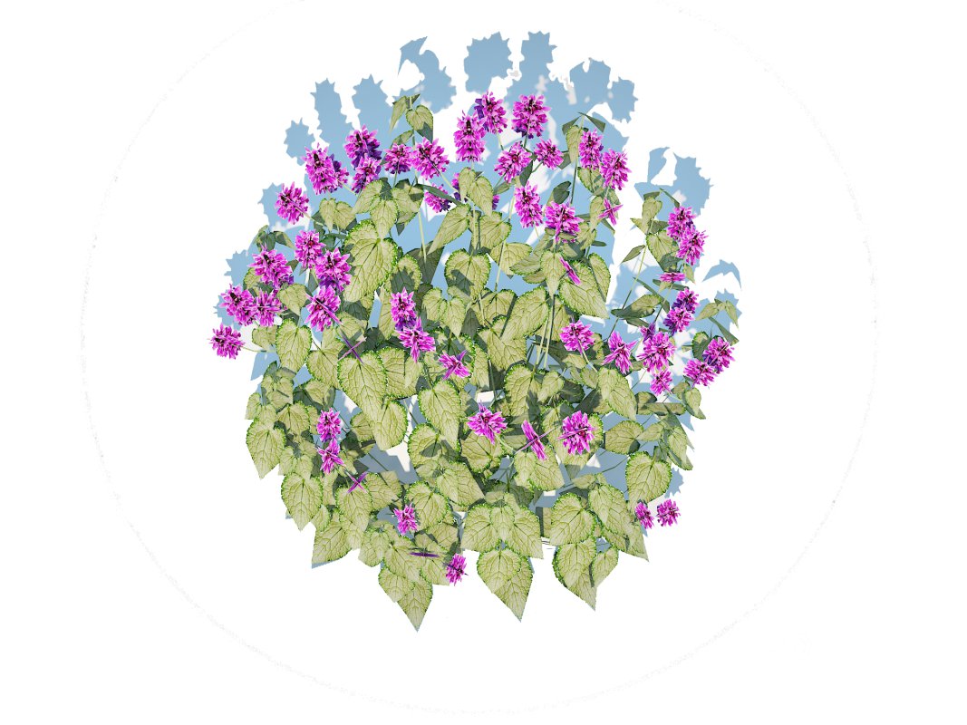 Lamium mac -Chequers Image 3