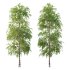 Betula Pendula Tree 08 - Thumbnail 3