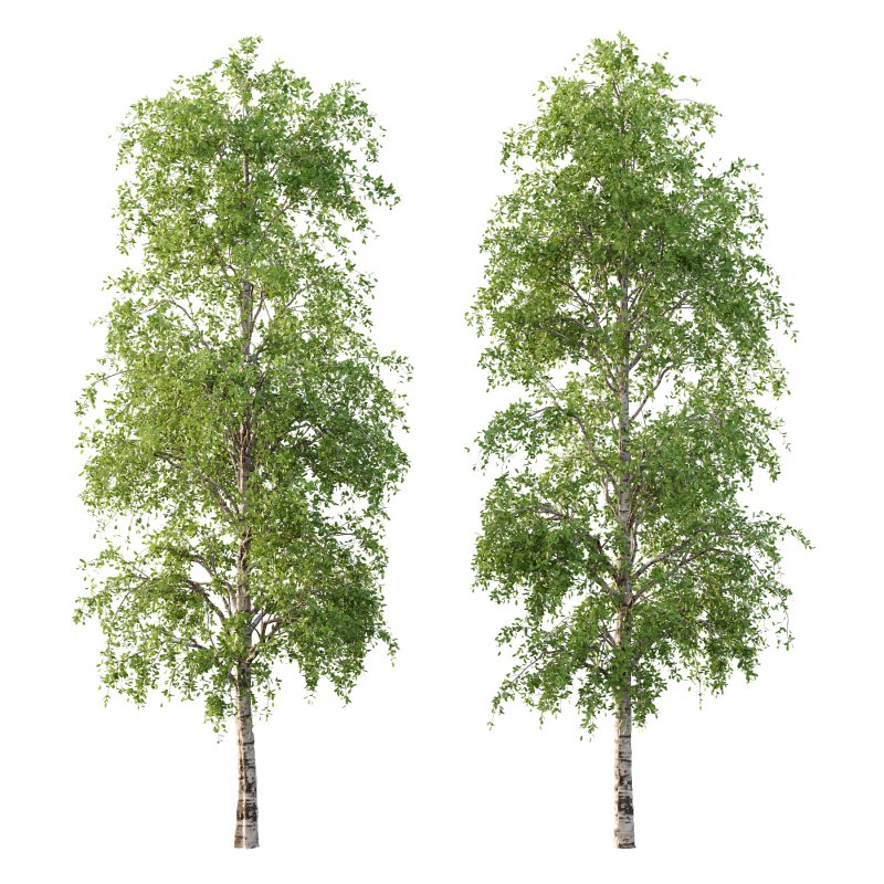 Betula Pendula Tree 08 Image 3