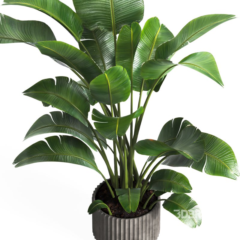 indoor plant 04 Image 2