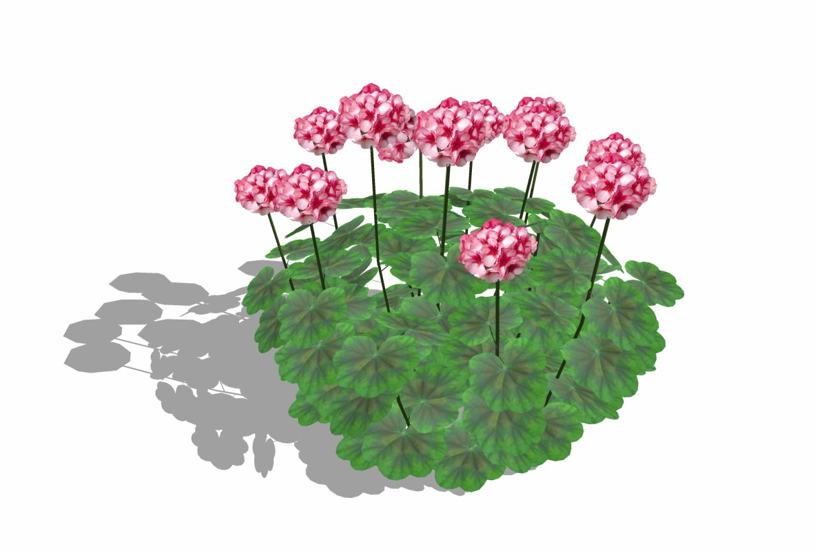 Pelargonium-Geranium-Pink White Image 2