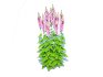 Digitalis purpurea – Common Foxglove pink - Thumbnail 5
