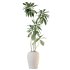AV Indoor plants set 210 Mission Olive and Ficus Cyathistipula and Lily Domino and Lutescens Areca Palm - Thumbnail 3