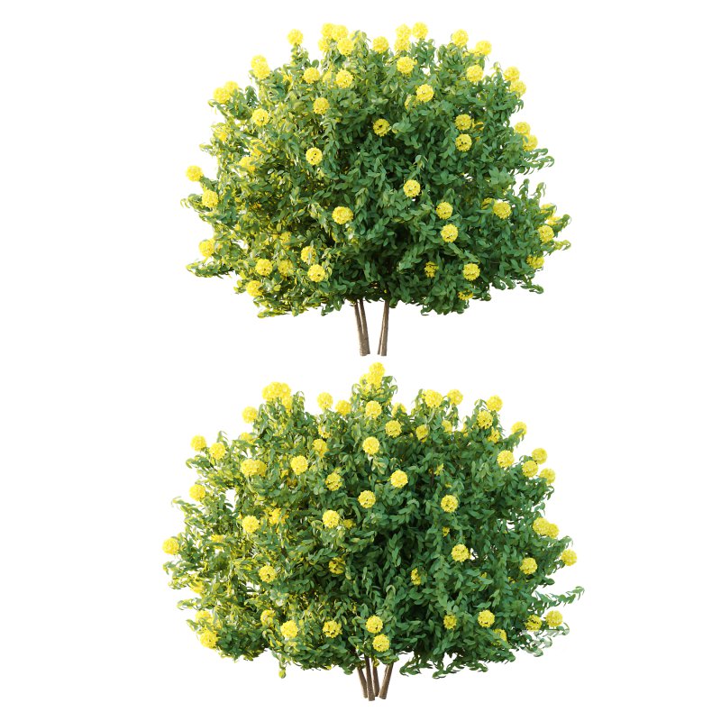 Rhododendron Arboreum Bush 03 Image 6