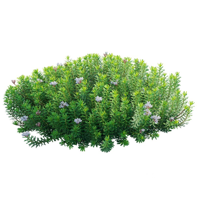 Daphne x transatlantica Blafra – Eternal Fragrance 01 Image 2