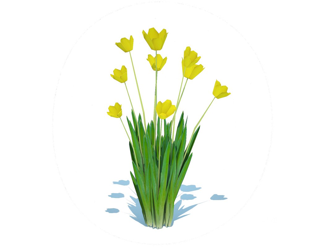 Tulipa – tulips Yellow Image 1